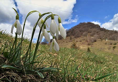 MONTE ZUCCO (1232 m) ad anello da casa-Zogno (300 m) con festa di fiori (17mar21)  - FOTOGALLERY